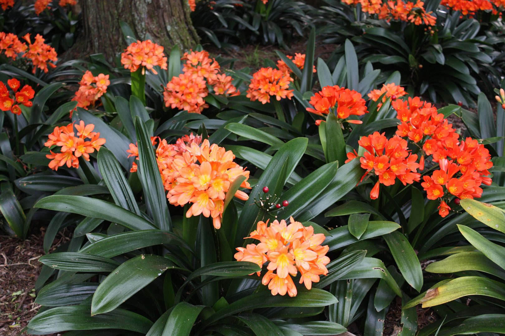 Clivia miniata tóxica