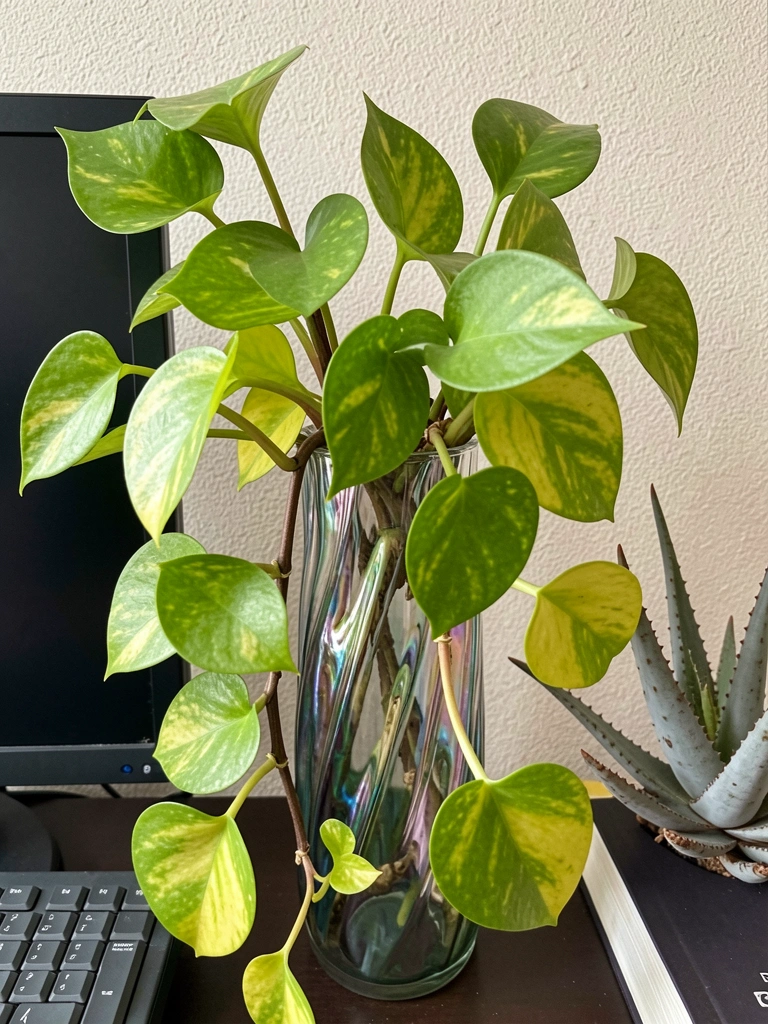 Vaso com folhas verdes e amarelas de jiboia em ambiente interno com luz natural.