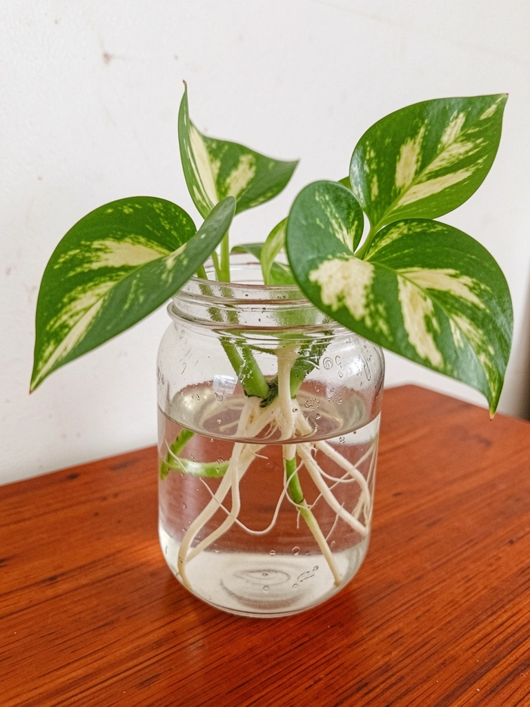 Muda de jiboia em vidro com água limpa, sob luz indireta.