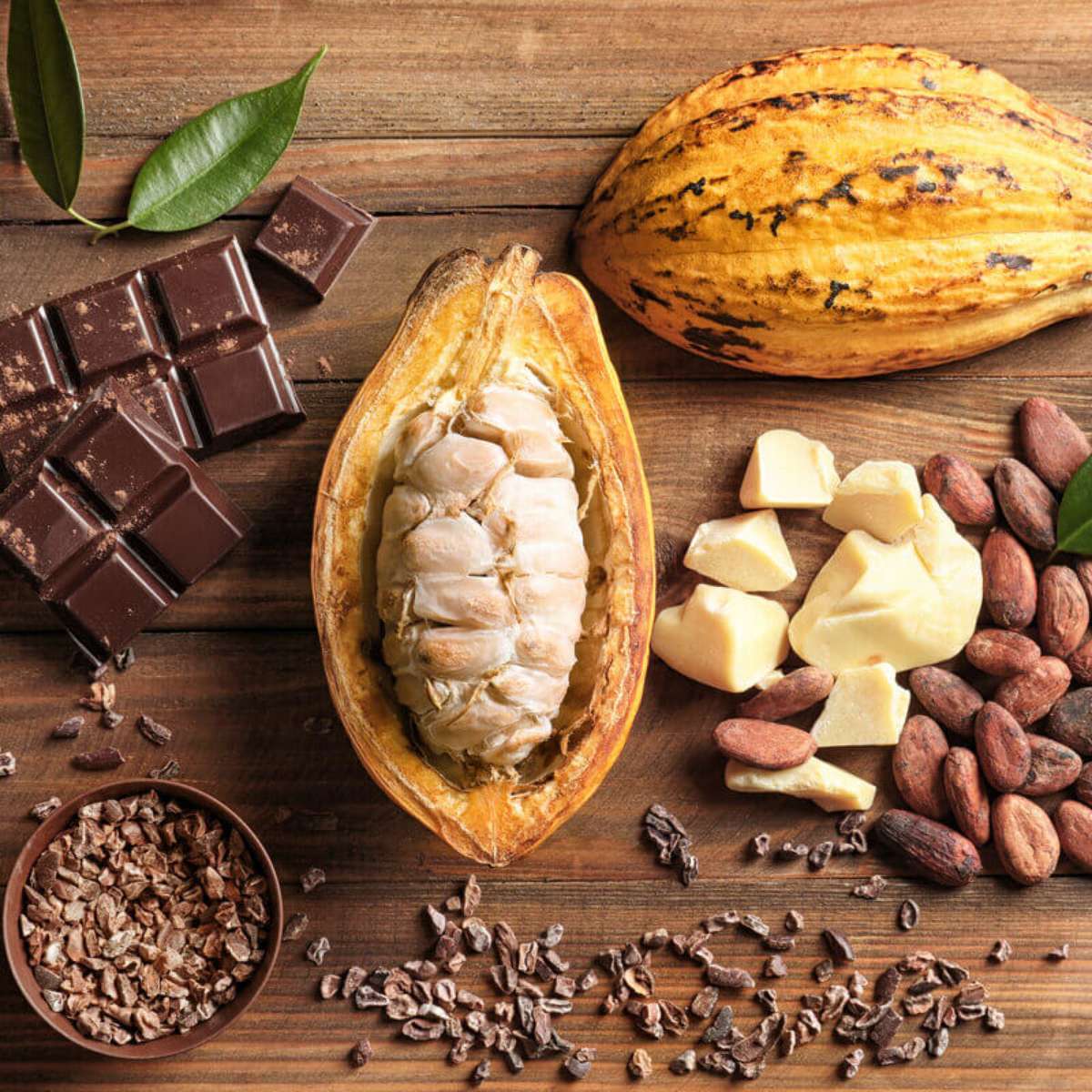 chocolate para cães e gatos