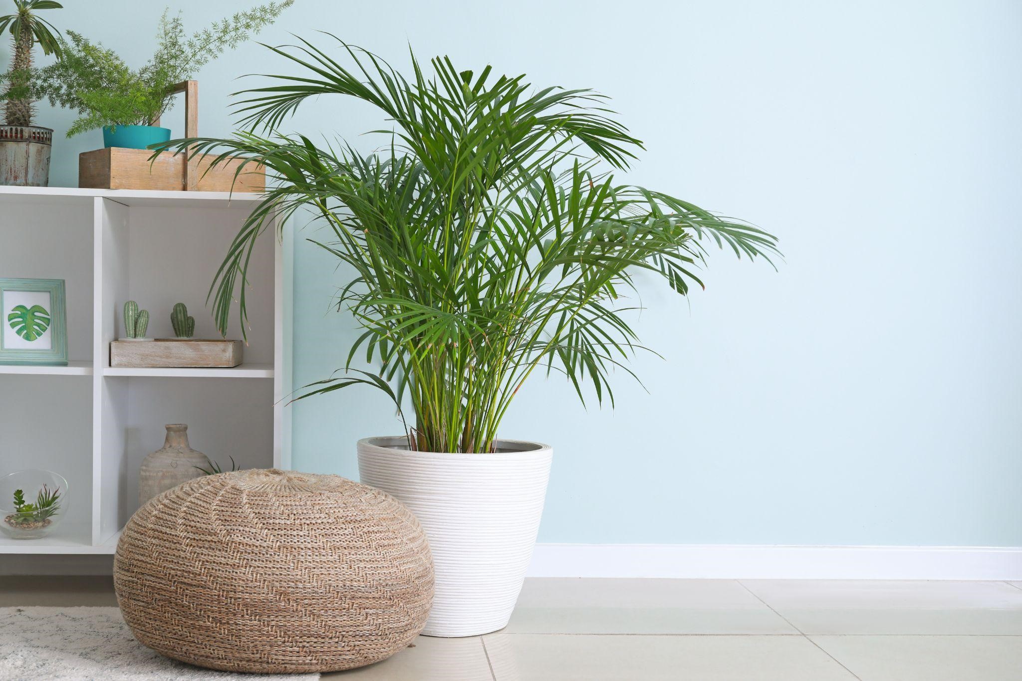 plantas de baixa manutenção