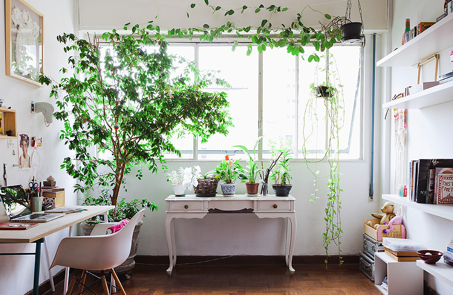 como escolher plantas para decorar