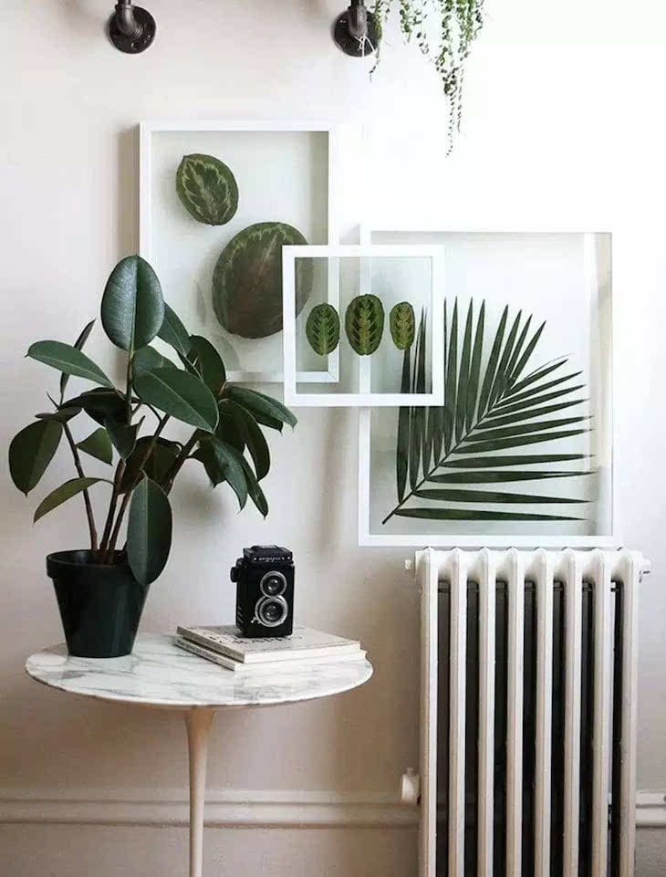 plantas para ambientes com pouca luz