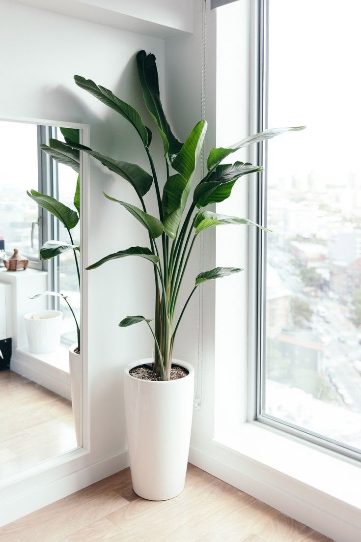 plantas para interiores