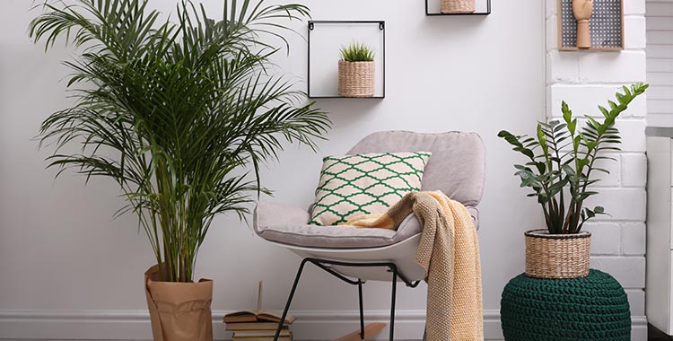 urban jungle decoração