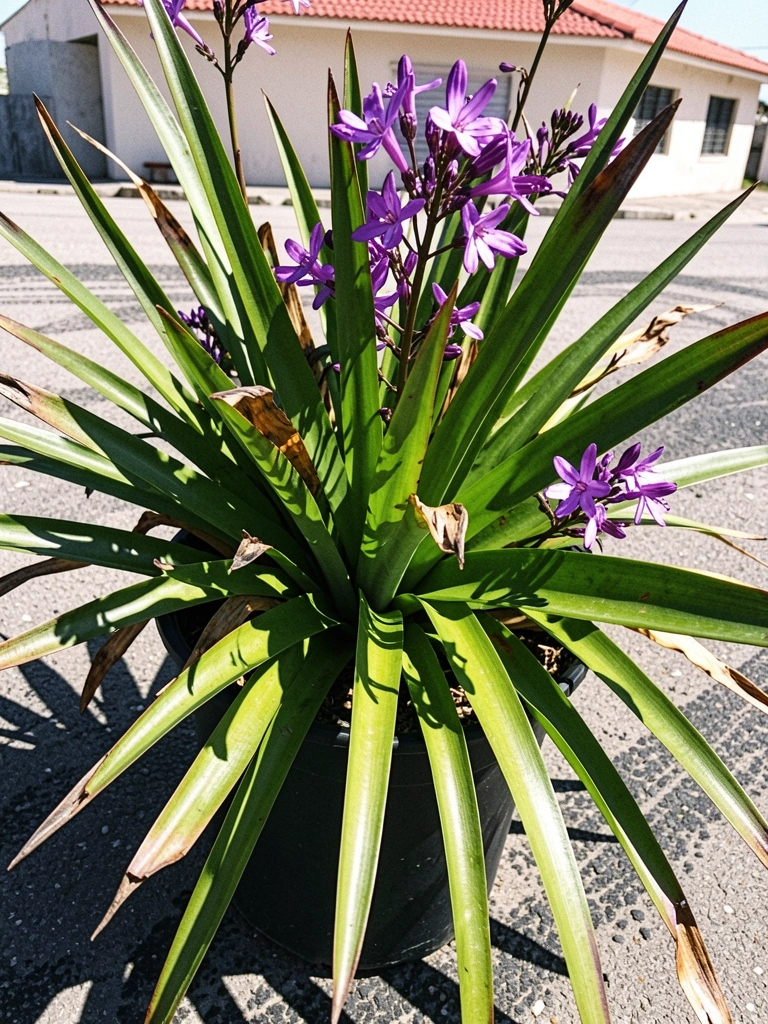 Flores roxas da dianela em close, com pétalas delicadas e centro amarelo, destacando-se contra folhagem verde.