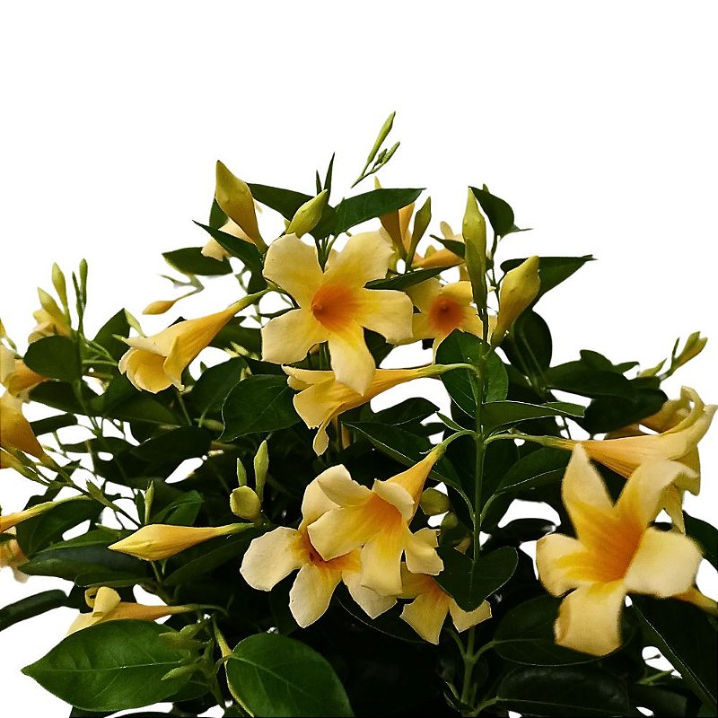 dipladenia mandevilla