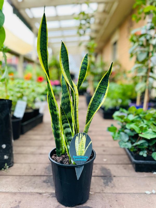 Sansevieria trifasciata