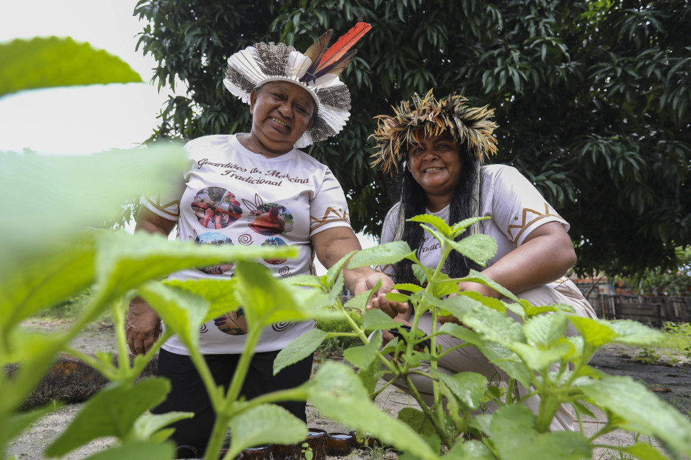 ervas amazônicas medicinais