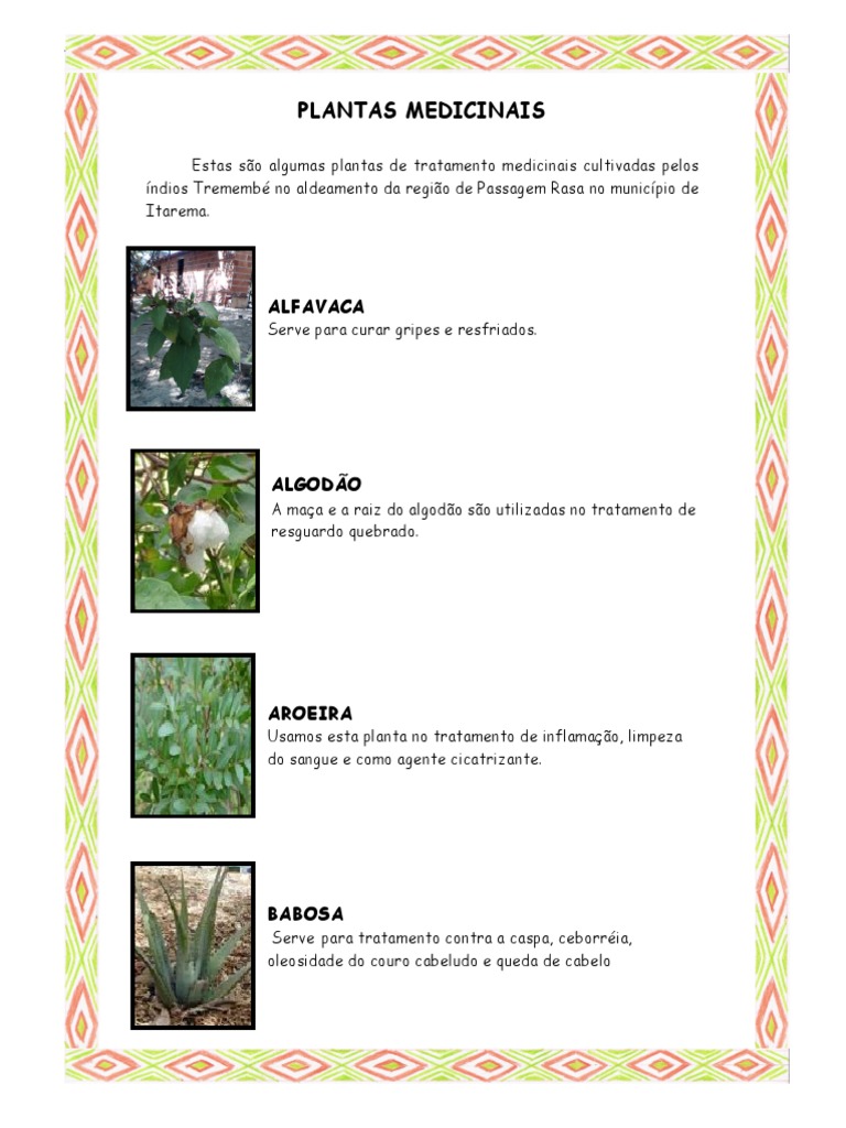folhas medicinais indígenas