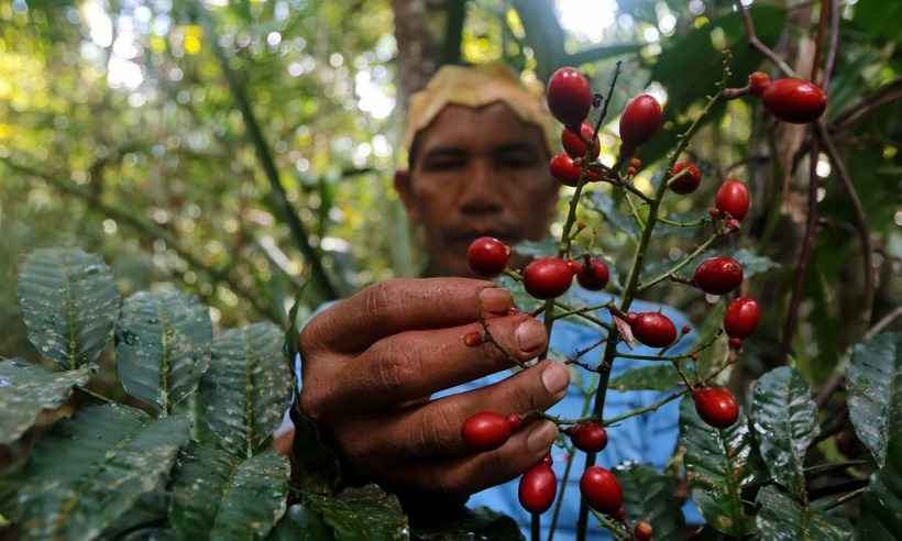 cura com plantas indígenas