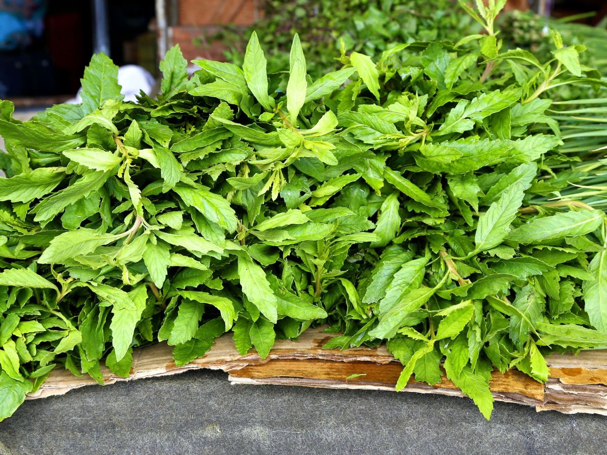 nomes de plantas com propriedades medicinais indígenas