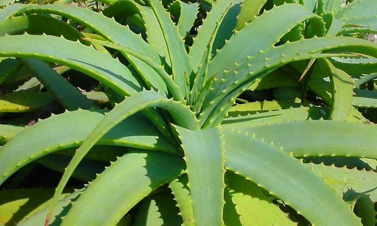 plantas medicinais dos índios