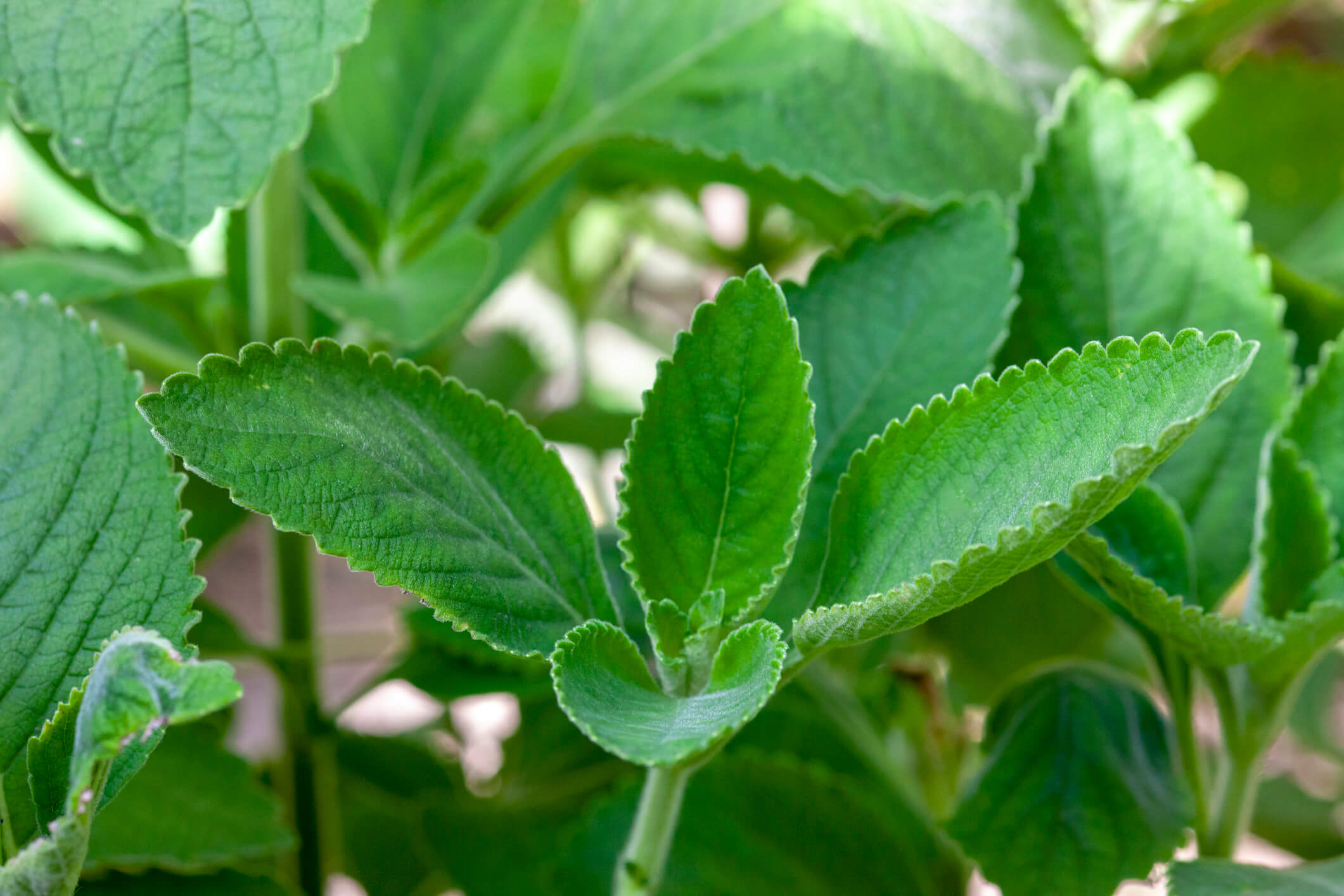 sabedoria indígena sobre plantas