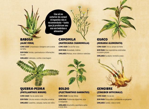 folhas medicinais indígenas