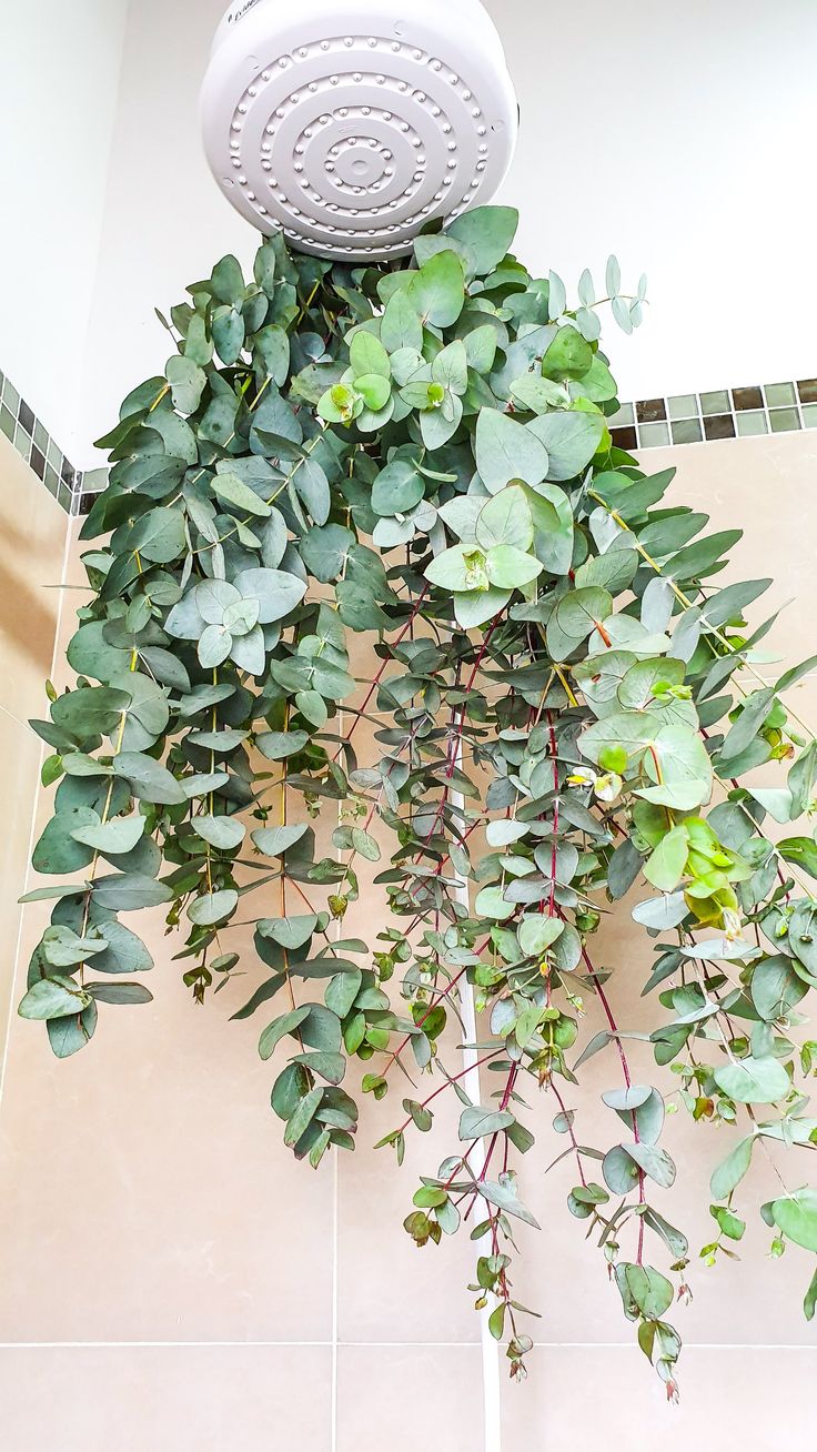 spa em casa banheiro