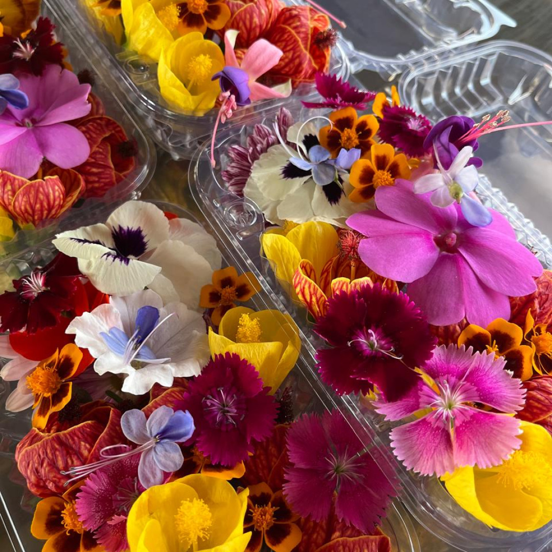 flores que se pode comer