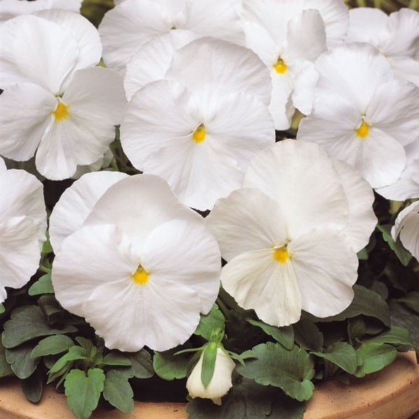 flor de amor cosméticos