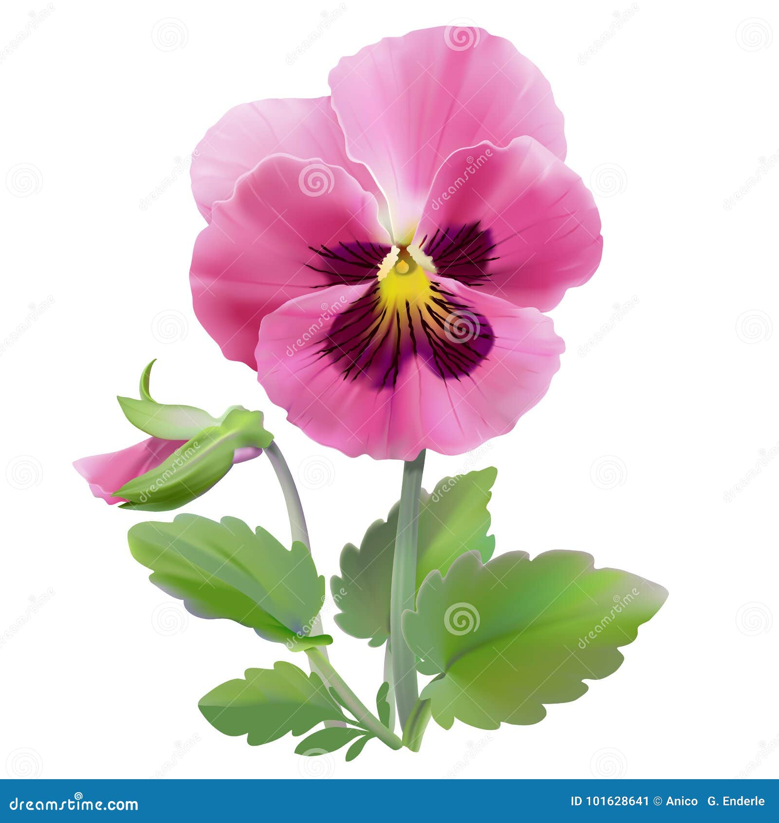 almir sater flor do amor