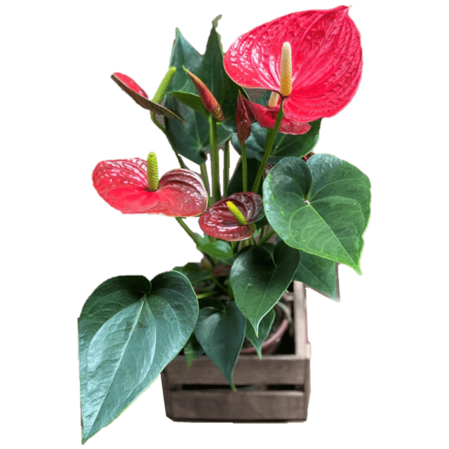 florais flor de amor