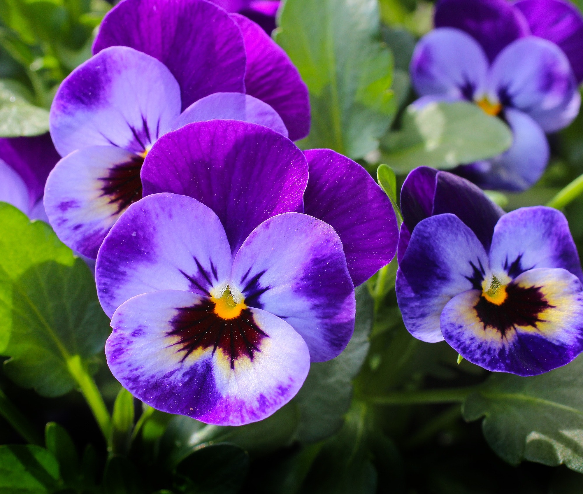 flor amor perfeito
