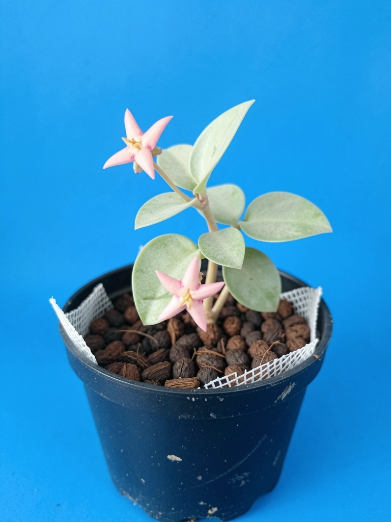 Close de flores de hoya carnosa com pétalas cerosas rosadas e perfume delicado
