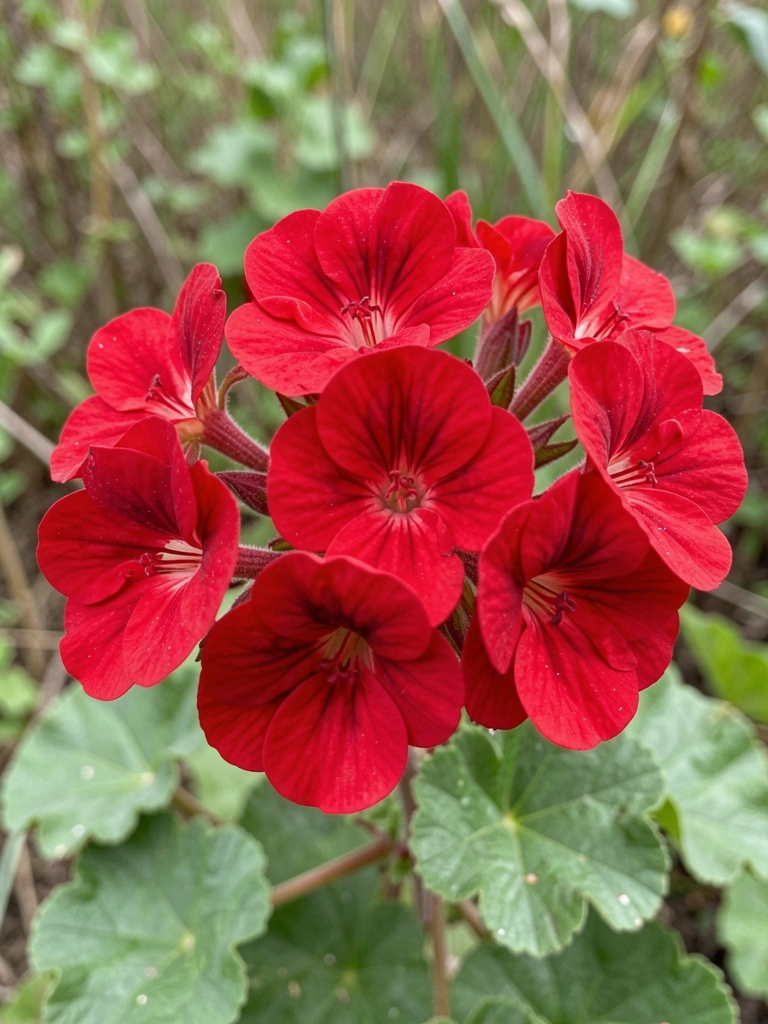 Mudas de gerânio com flores vermelhas em vaso de barro sobre mesa de madeira