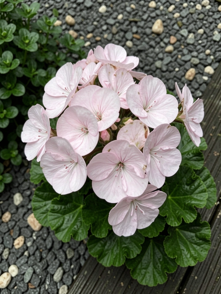 Mão segura vaso de cerâmica branca com flores de gerânio vermelhas em uma varanda.