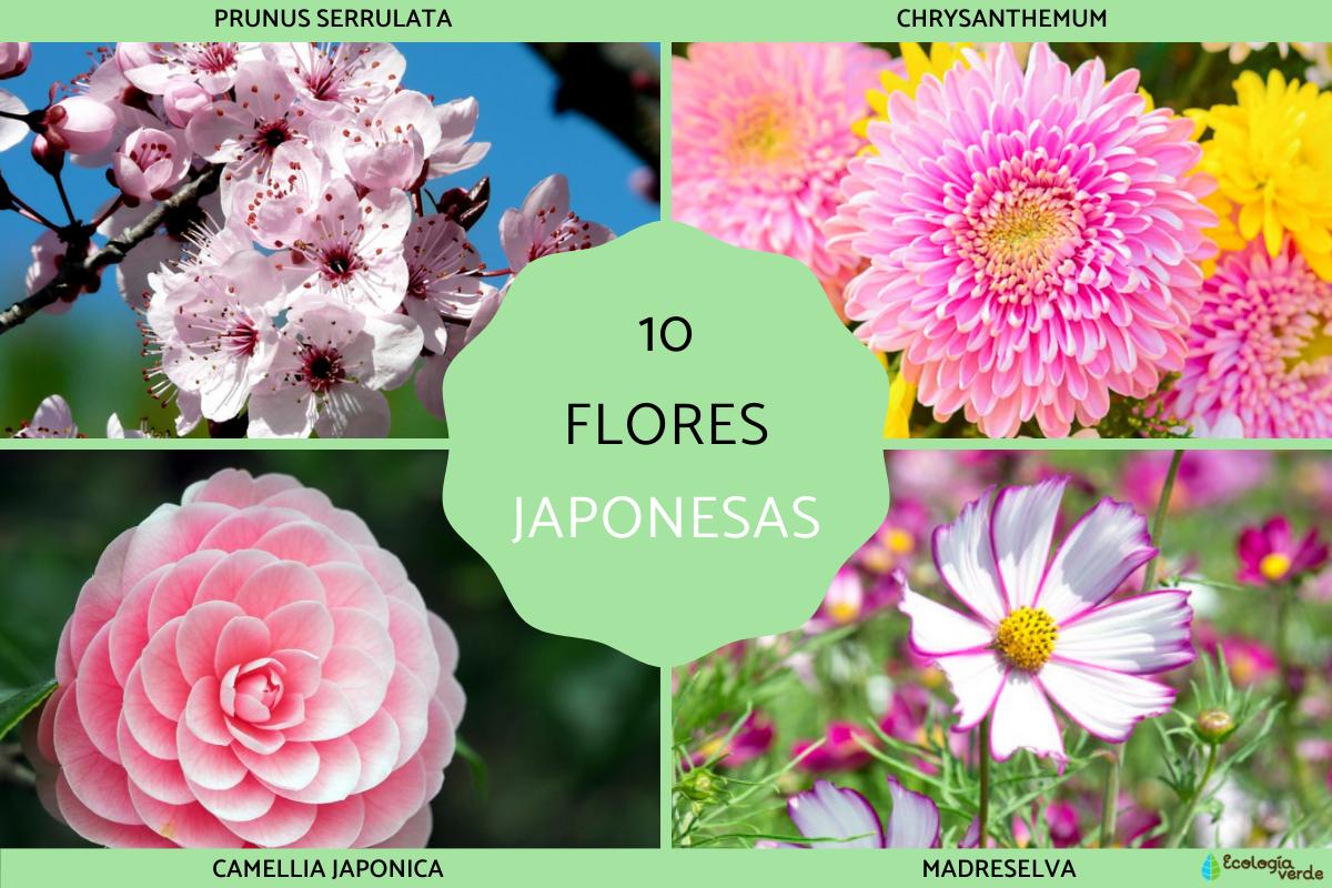 significado das flores japonesas