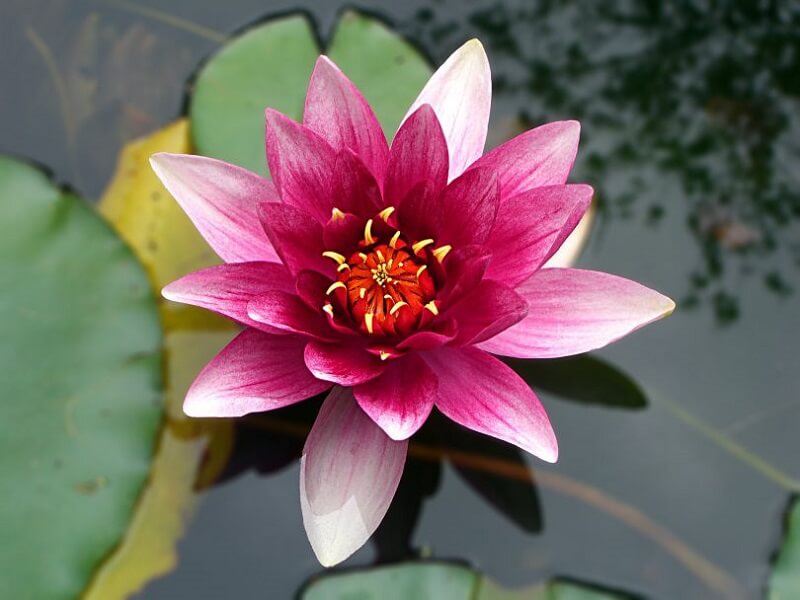 flores de cerejeira Japão