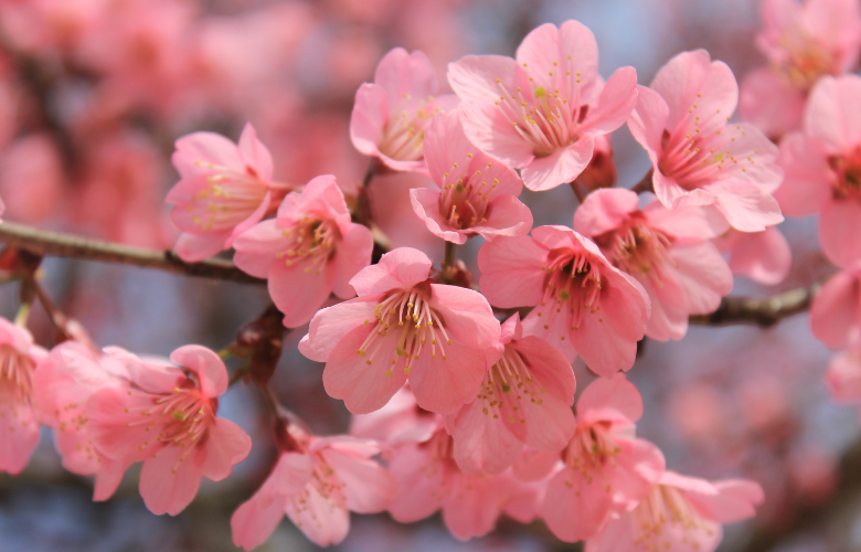 significado das flores japonesas