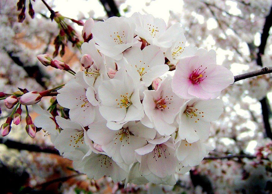 sakura significado