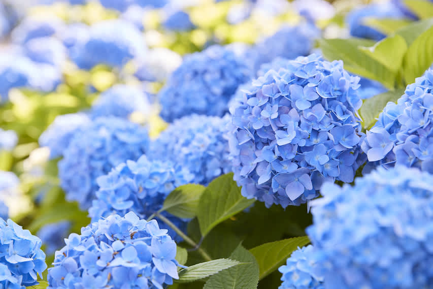 simbolismo floral japonês