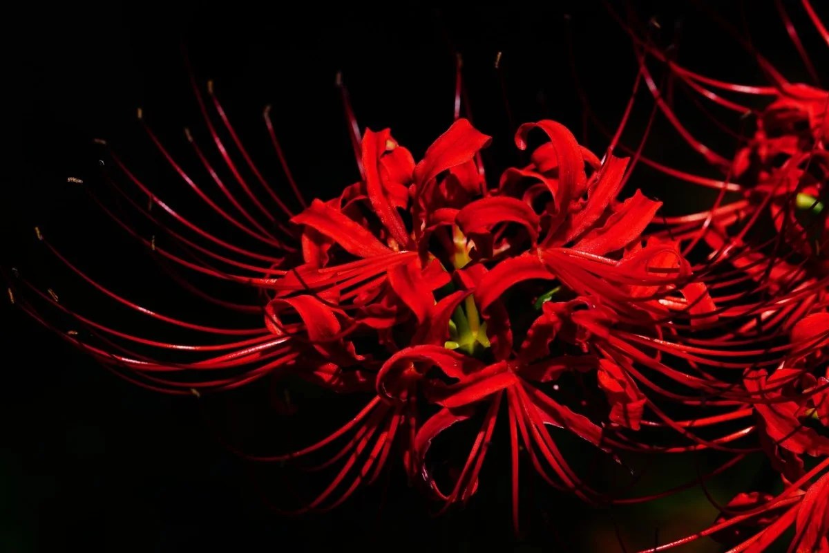 cultivo de flores japonesas