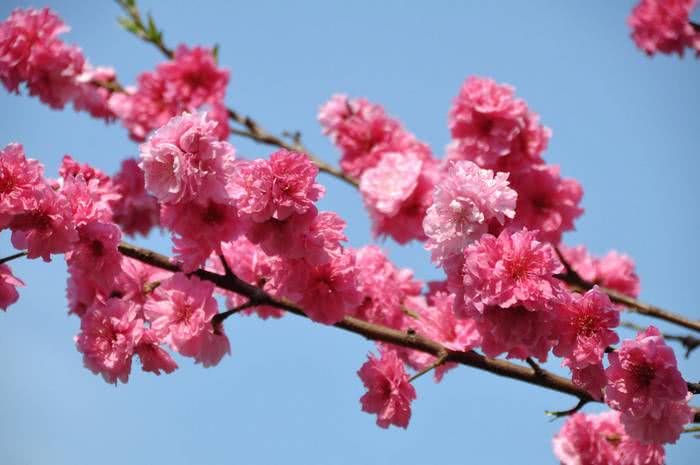 sakura significado