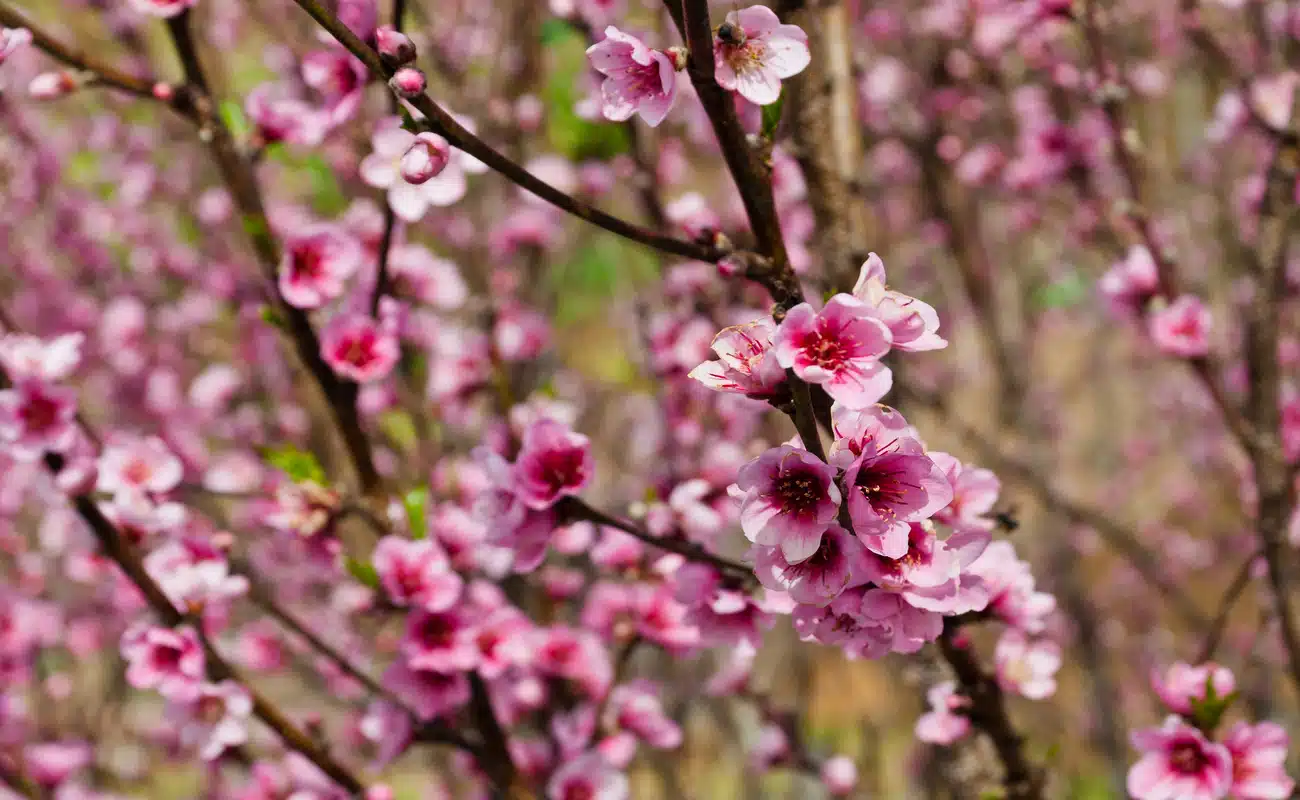 cultivo de flores japonesas