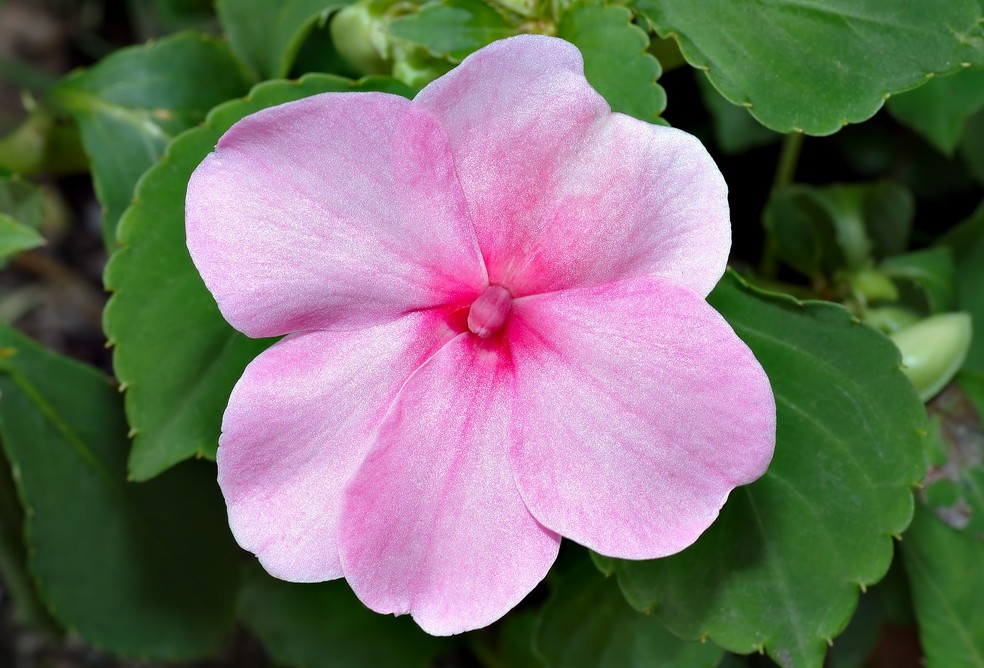 flores que não precisam ser replantadas