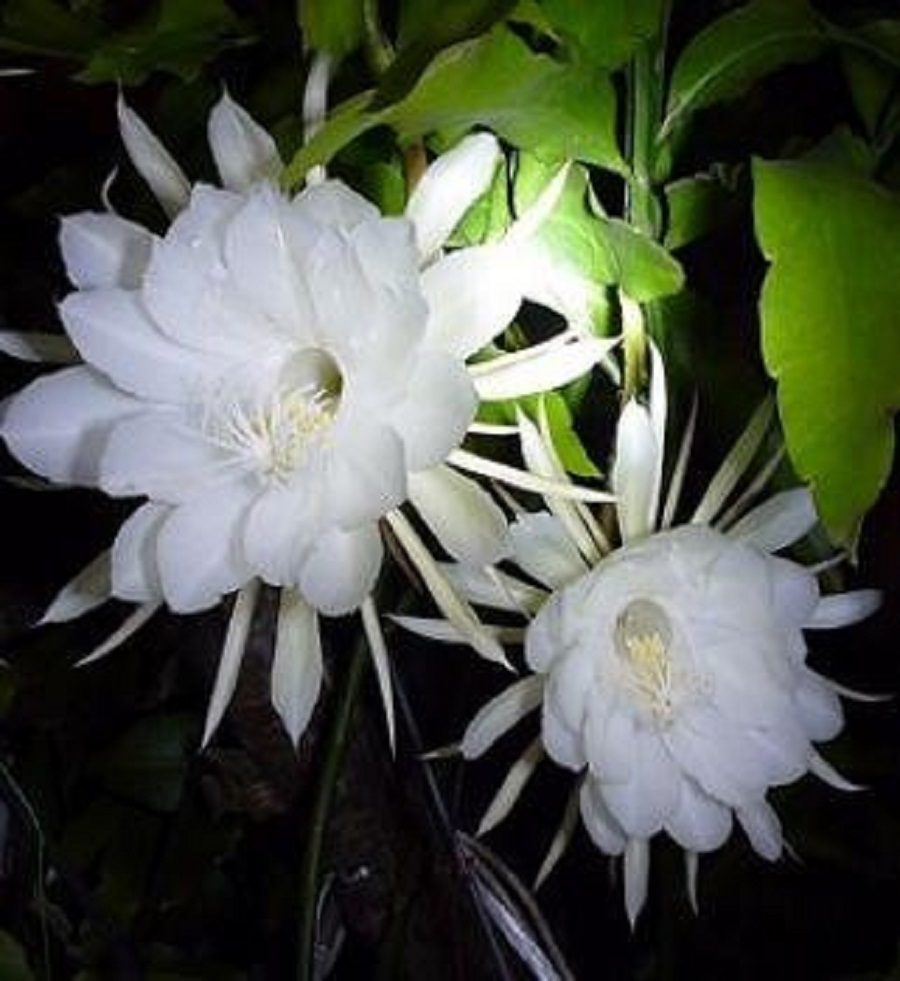 planta que floresce à noite