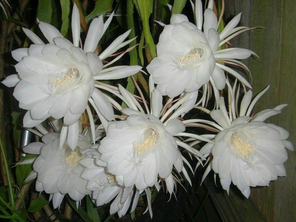 flores que abrem à noite