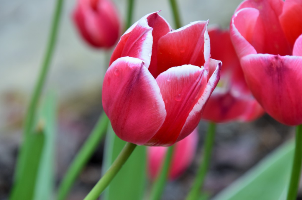 flores que simbolizam amor eterno