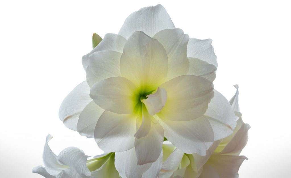 flores que representam fidelidade