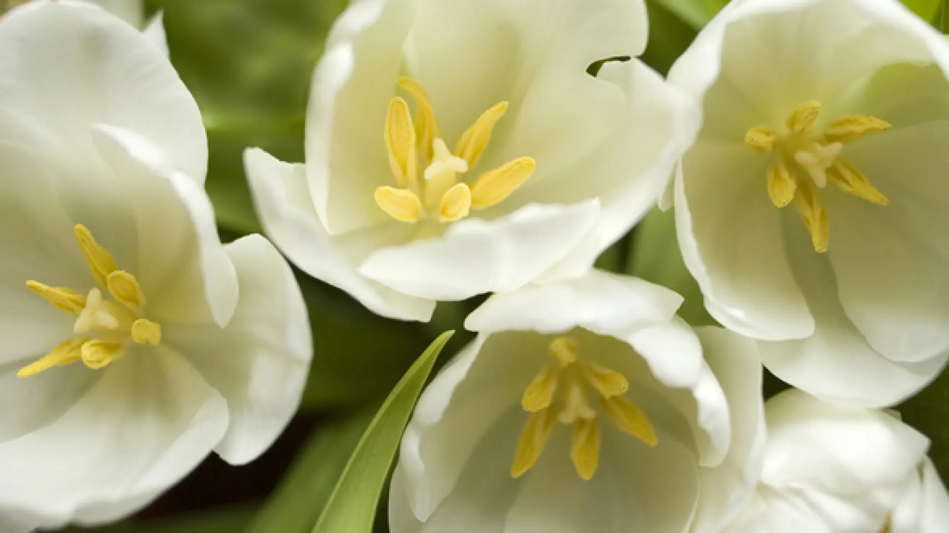flores que simbolizam amor eterno