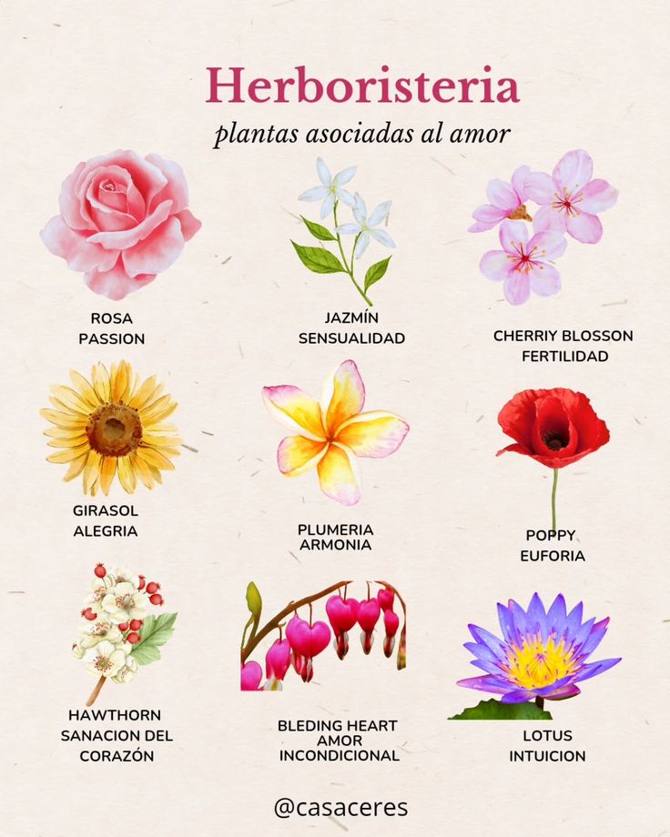 flores para expressar paixão