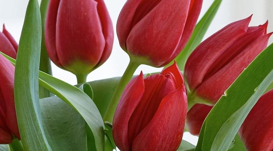 tulipa vermelha significado amor