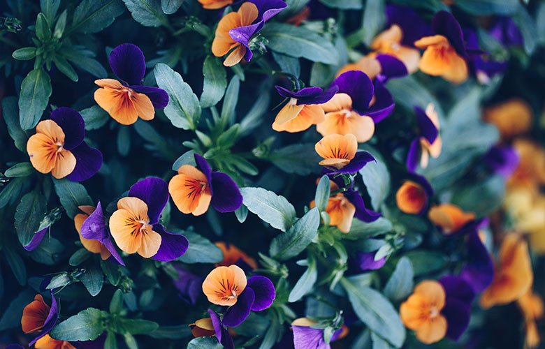 presente com flores significado