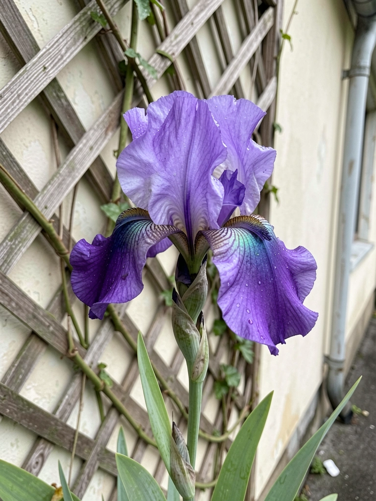 Fachada de casa com trepadeira de flores roxas sobre treliça de madeira