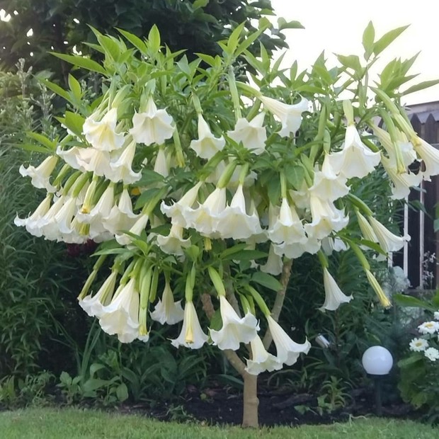 Brugmansia suaveolens cultivo