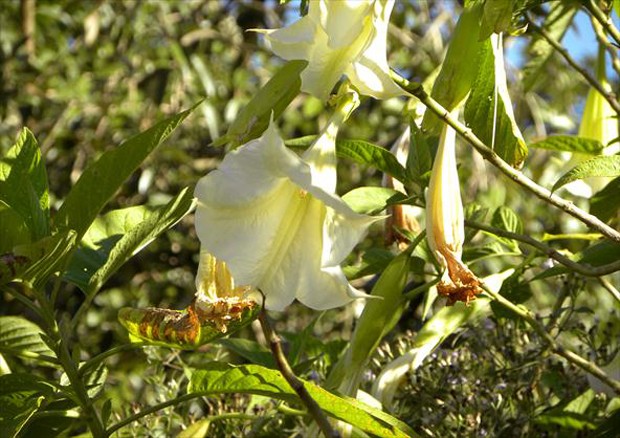flor trombeta de anjo