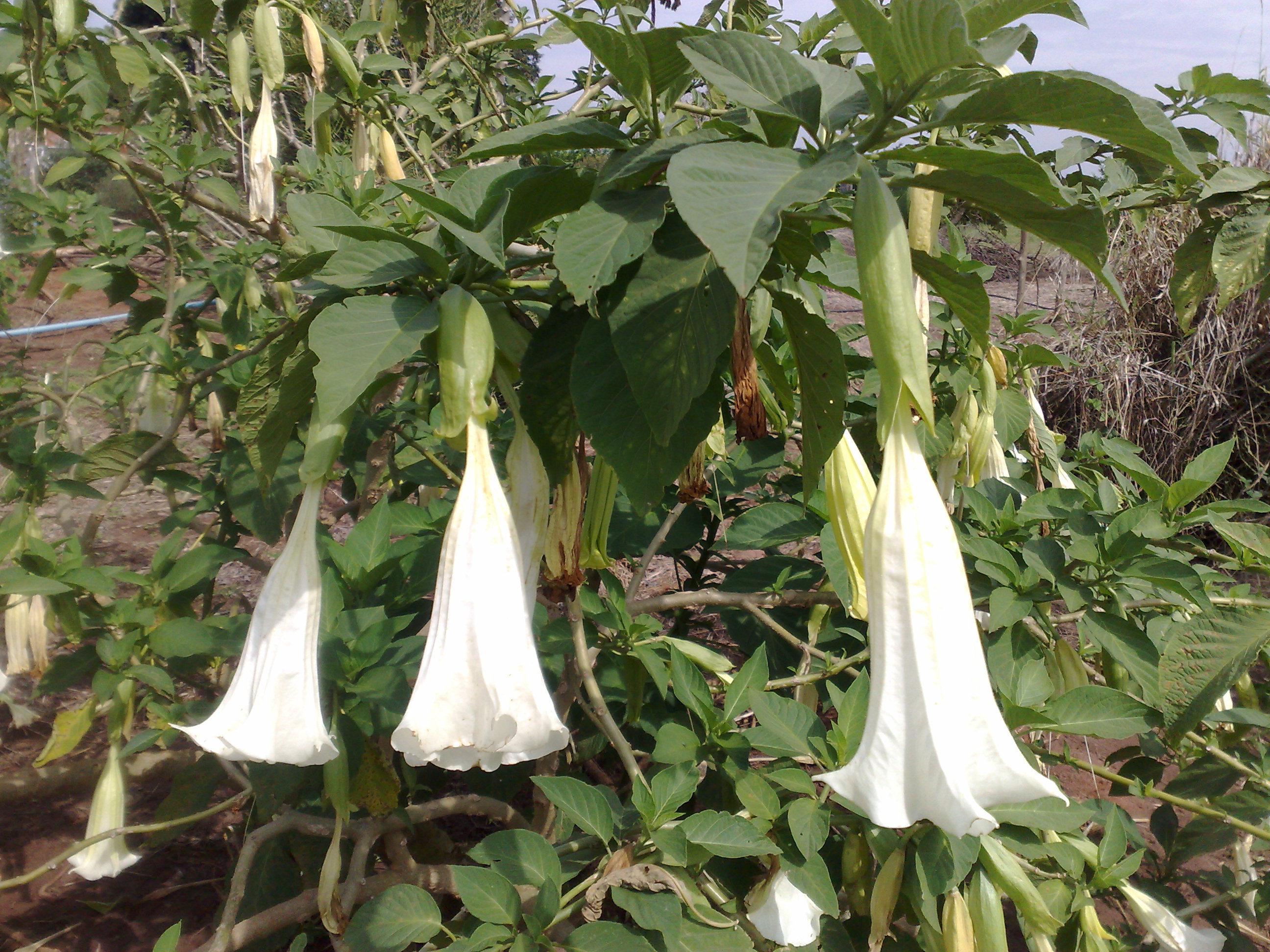 Brugmansia suaveolens cultivo