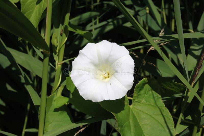 flor trombeta de anjo